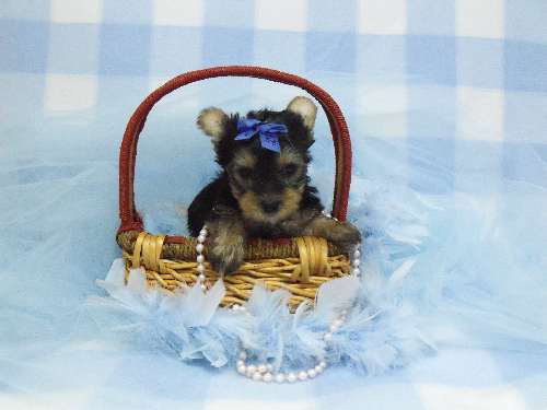 yorkie puppies for sale in sparta tennessee